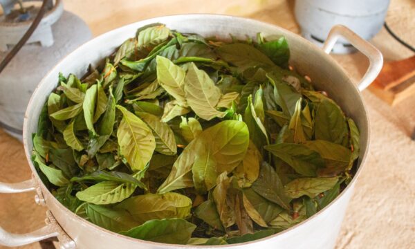 Psicodélico presente na ayahuasca pode ajudar o cérebro a produzir novos neurônios, indica pesquisa