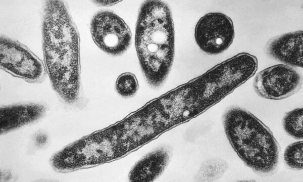 O que é a doença dos legionários, infecção que já matou duas pessoas e infectou mais de 70 em surto em Nova York