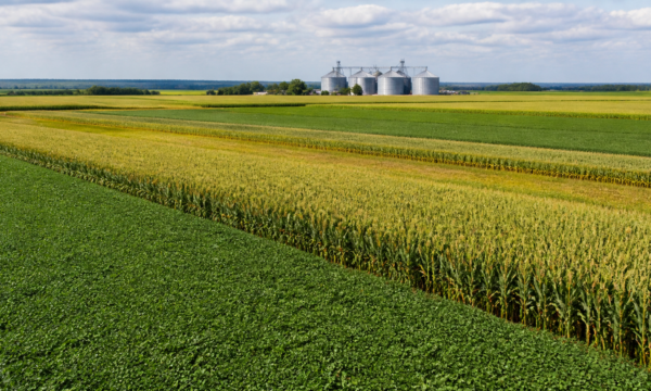 Pro Farmer estima safra menor de milho e maior de soja nos EUA ante o USDA