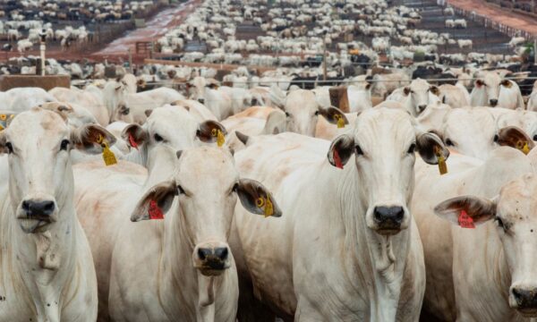 MBRF (MBRF3) vê cenário favorável para frango, pior do ciclo nos EUA para trás e avança com planos de IPO da Sadia Halal