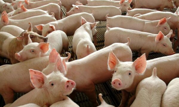 Poder de compra do suinocultor cai pelo terceiro mês seguido, aponta Cepea