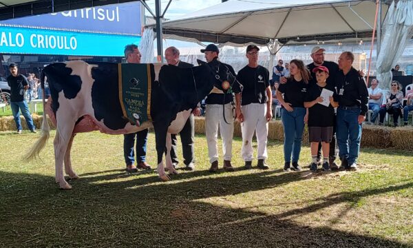 Conheça as campeãs do julgamento morfológico da raça holandesa na Exponter