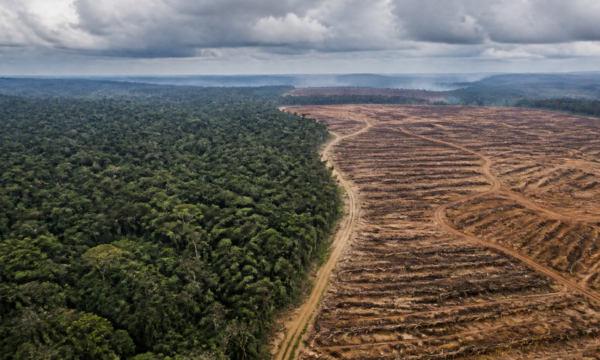 Cientistas alertam para risco de colapso da “máquina de chuva” da Amazônia