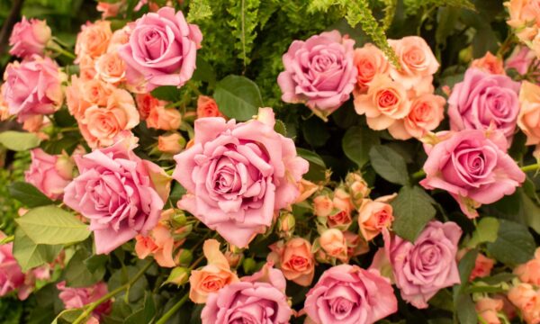 Festa de Flores e Morangos inicia nesta sexta