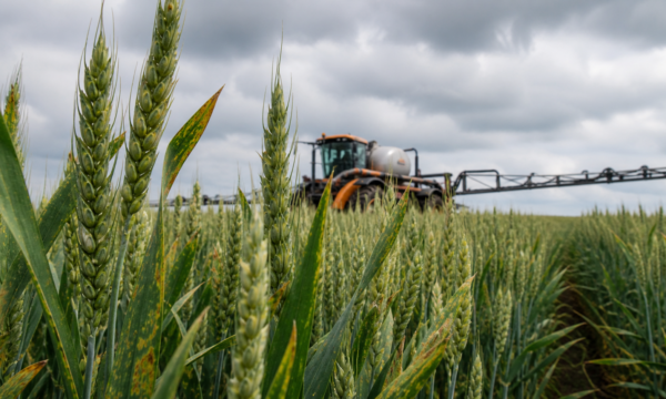 Syngenta e Amoéba fecham acordo para distribuir biofungicida na Europa