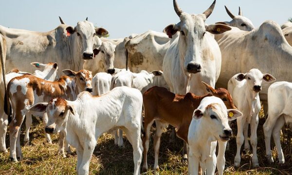 Arroba do boi gordo sobe até R$ 10 e pecuaristas esperam novos reajustes