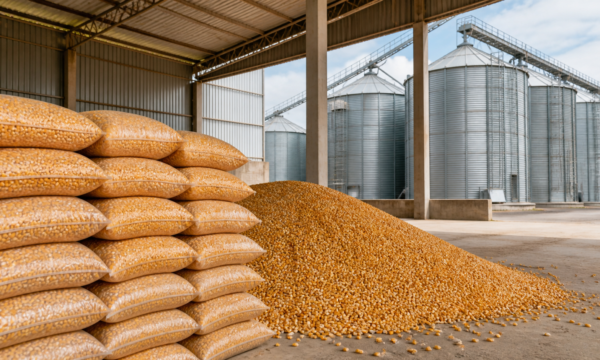 Consumo de milho em Mato Grosso deve superar exportações na safra 2026/27